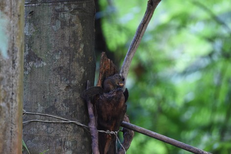 écureuil de palme à trois bandes-Funambulus palmarum (23).JPG