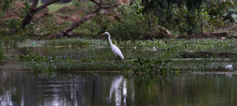 Grande Aigrette - Ardea alba - Great Egret (2).jpg