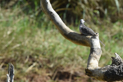 Tourterelle tigrine - Spilopelia chinensis - Spotted Dove (1).jpg
