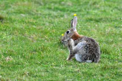 Lapin de garenne, Lapin commun - Oryctolagus cuniculus (1).jpg