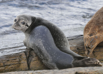 Phoque gris - Halichoerus grypus (15).jpg