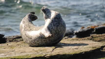 Phoque gris - Halichoerus grypus (3).jpg