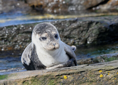 Phoque gris - Halichoerus grypus (16).jpg