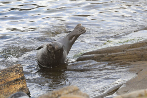 Phoque gris - Halichoerus grypus (5).jpg