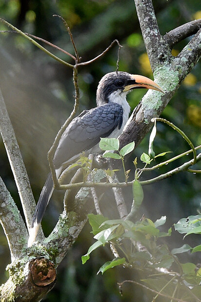 Calao de Ceylan - Ocyceros gingalensis - Sri Lanka Grey Hornbill (2).jpg