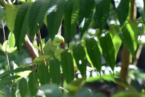 Perruche à collier - Psittacula krameri - Rose-ringed Parakeet (1).jpg