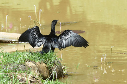 Cormoran de Vieillot - Microcarbo niger - Little Cormorant (3).jpg