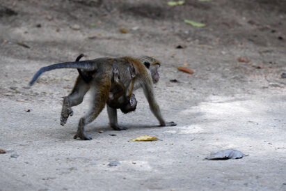 Macaque à toque - Macaca sinica - Macaque couronné (3).jpg