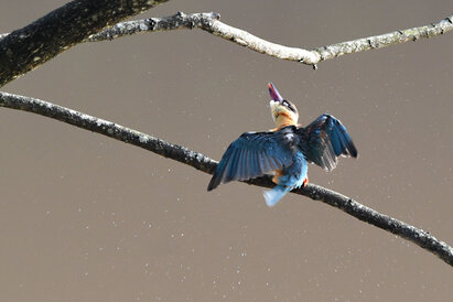 Martin-chasseur gurial - Pelargopsis capensis - Stork-billed Kingfisher (3).jpg