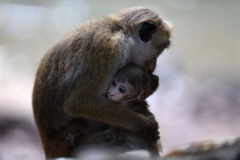 Macaque à toque - Macaca sinica - Macaque couronné (4).jpg