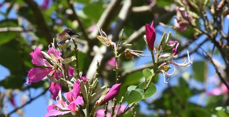 Souimanga à croupion pourpre - Leptocoma zeylonica - Purple-rumped Sunbird (32).JPG