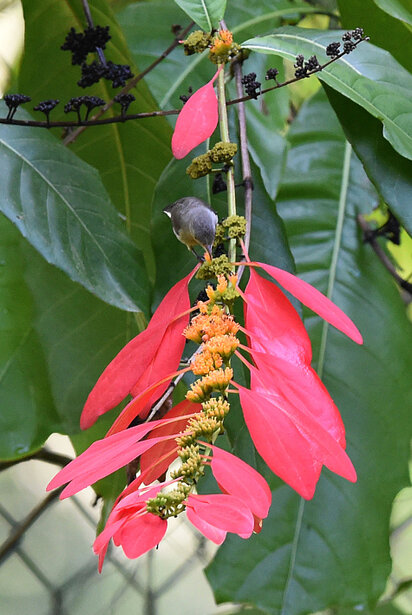 Dicée à bec rouge - Dicaeum erythrorhynchos - Pale-billed Flowerpecker verif (2).jpg