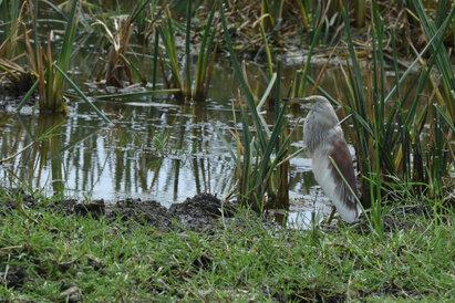 Crabier de Gray - Ardeola grayii - Indian Pond Heron verif (9).jpg