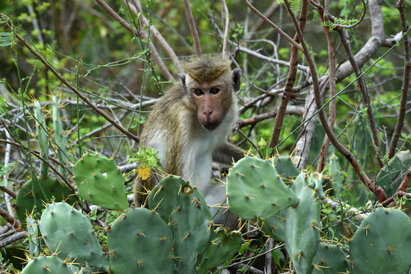 Macaque à toque - Macaca sinica • Macaque couronné (5).jpg