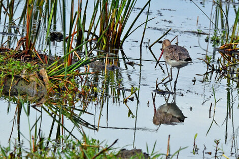 Barge rousse - Limosa lapponica - Bar-tailed Godwit verif (19).jpg