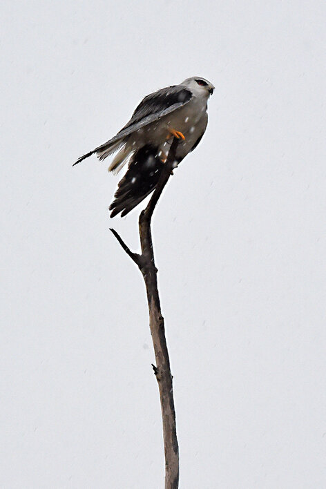 Élanion blanc - Elanus caeruleus - Black-winged Kite (5).jpg