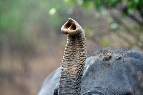 Éléphant du Sri Lanka - Elephas maximus maximus (22).jpg