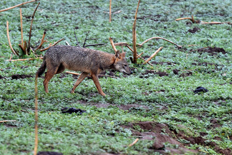 Sri Lankan jackal - Canis aureus naria.jpg