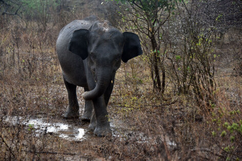 Éléphant du Sri Lanka - Elephas maximus maximus (9).jpg