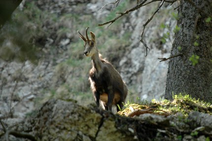 Bouquetin des Alpes-Capra ibex (13).jpg