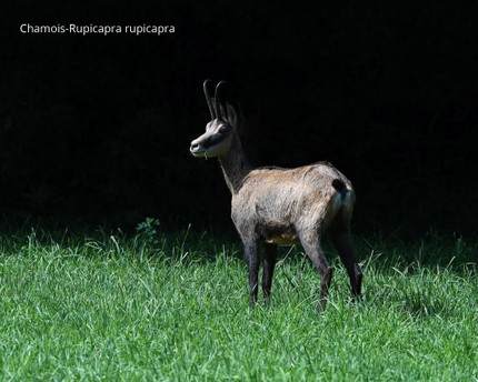 Chamois-Rupicapra rupicapra