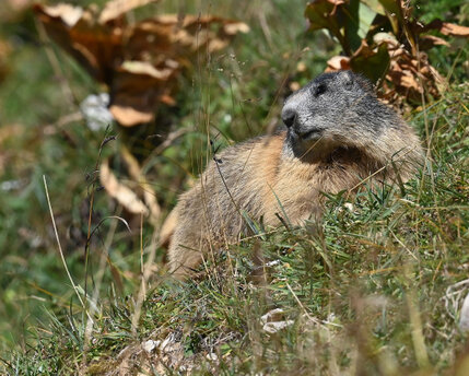 Marmotte des Alpes-Marmota marmota (3).jpg