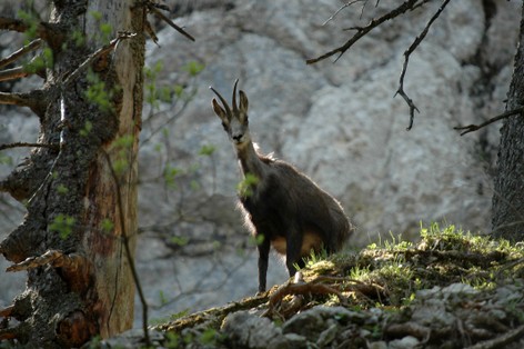 Bouquetin des Alpes-Capra ibex (15).jpg