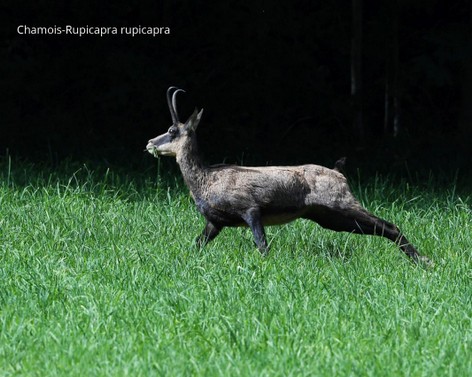 Chamois-Rupicapra rupicapra