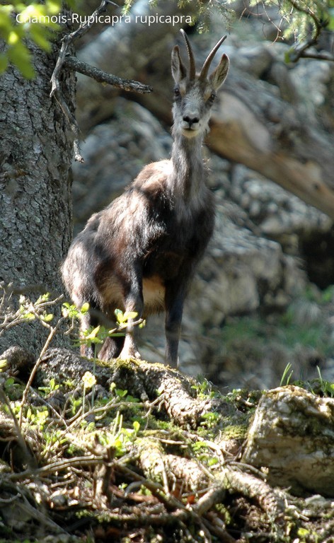 Chamois-Rupicapra rupicapra