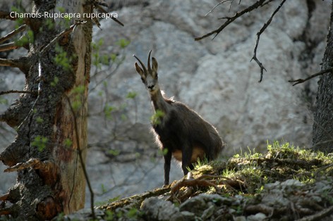 Chamois-Rupicapra rupicapra