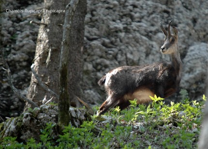 Chamois-Rupicapra rupicapra