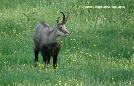 Chamois-Rupicapra rupicapra