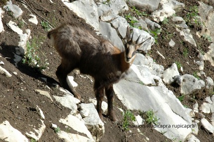 Chamois-Rupicapra rupicapra