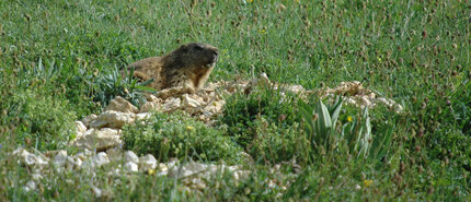 Marmotte des Alpes-Marmota marmota a (28).jpg