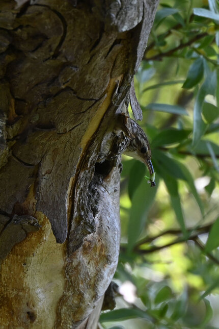 Grimpereau des bois-Certhia familiaris-Eurasian Treecreeper (707).jpg