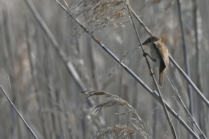 Rousserolle effarvatte - Acrocephalus scirpaceus - Eurasian Reed Warbler (22).jpg