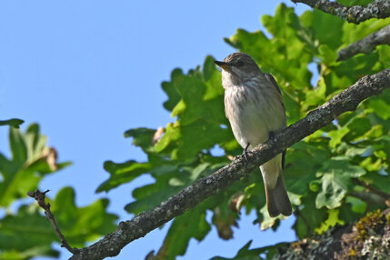 Gobemouche gris-Muscicapa striata-Spotted Flycatcher (37) copie.jpg