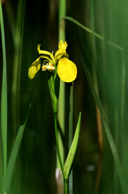 Iris des marais-jaune-Iris pseudacorus (31).jpg