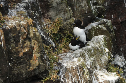 Pingouin torda - Alca torda - Razorbill (51) copie.jpg
