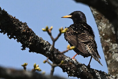 Étourneau sansonnet - Sturnus vulgaris - Common Starling (1) copie.jpg