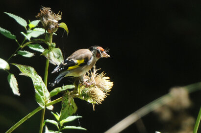 Chardonneret élégant-Carduelis carduelis-European Goldfinch (11).jpg