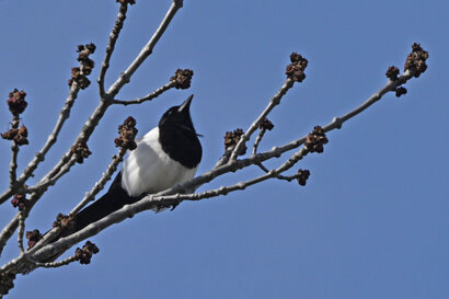 Pie bavarde-Pica pica-Eurasian Magpie (35).jpg