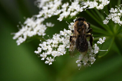 Andrena cineraria (20).jpg