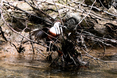 Cincle plongeur- inclus cinclus-White-throated Dipper (13).jpg