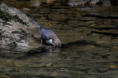 Cincle plongeur- inclus cinclus-White-throated Dipper (2).jpg