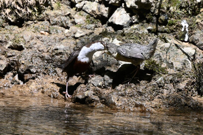 Cincle plongeur- inclus cinclus-White-throated Dipper (26).jpg