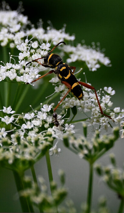 Clyte bélier-Clytus arietis (2).jpg