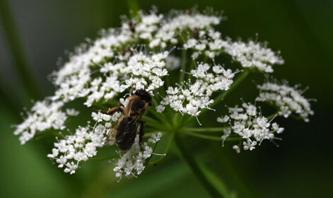 Andrena cineraria (40).jpg