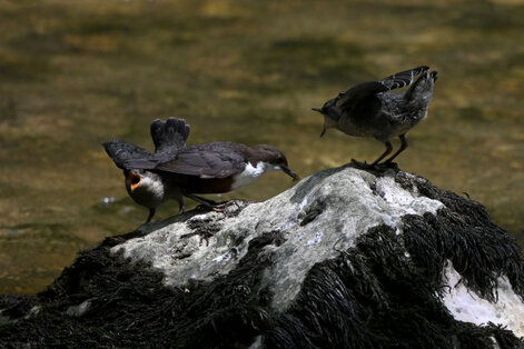 Cincle plongeur- inclus cinclus-White-throated Dipper (15).jpg