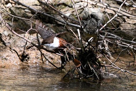 Cincle plongeur- inclus cinclus-White-throated Dipper (17).jpg